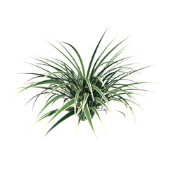 Front view of Plant (Dianella Tasmanica ) Tree png