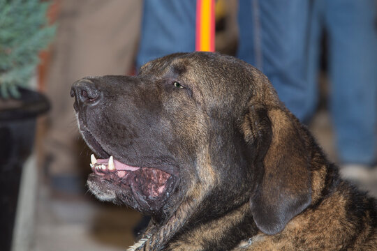 Pure Breed Spanish Mastiff