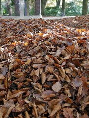 Trockenes Herbstlaub am Boden