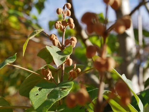 Blauglockenbaum im Sonnenschein