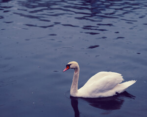 swan on the lake