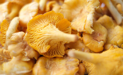 Close-up texture of mushrooms of the chanterelle family. Beautiful bright background for your projects
