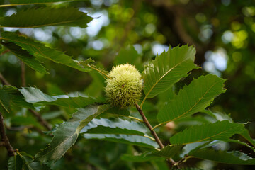Close-up of a Chestnut on a branch in autumn.