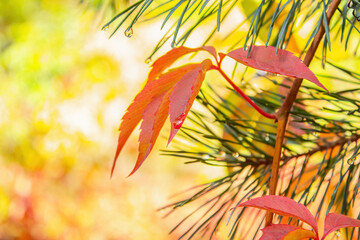 Autumn red leaf of creeper. Virginia creeper on a yellow background with pine spikes.