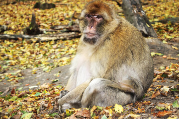 Obraz premium Singe - Macaque de Barbarie