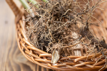 Valeriana roots close-up. Collection and harvesting of plant parts for use in traditional and...