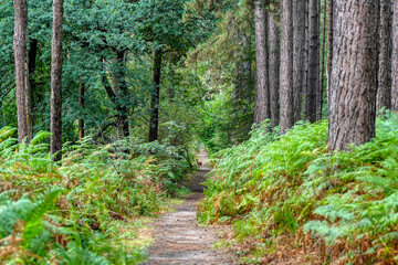 path in the forest