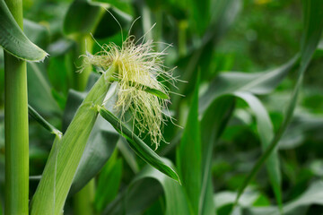 close up of corn plant in summer green field