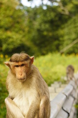 Fototapeta premium portrait of a macaque