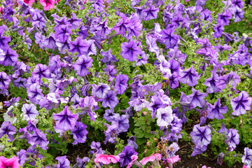 Colorful petunia flowers close up. Petunia plant with purple flowers. Closeup Petunia flowers. Purple Petunia flowers in the garden.