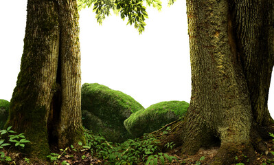 Isolated old mossy trees trunks, mossy stones, leaves branches on png background