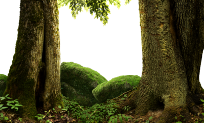 Isolated old mossy trees trunks, mossy stones, leaves branches on png background