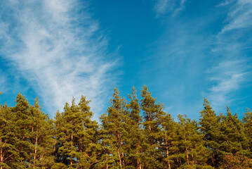 Blue sky and white clouds over the crowns of pine trees. A vaulted space for text and design.