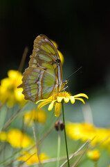 butterfly on yellow flower