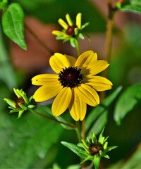 yellow flower