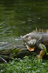 iguana in the water