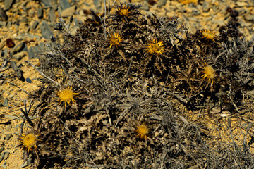 detail yellow flowers on the ground