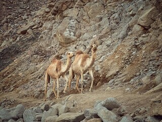 deer in the mountains