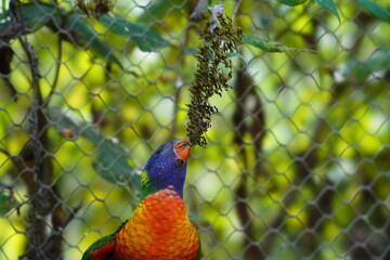 peacock in the park