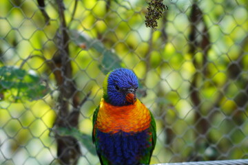 rainbow lorikeet parrot