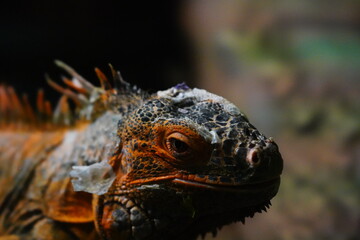 close up of a iguana
