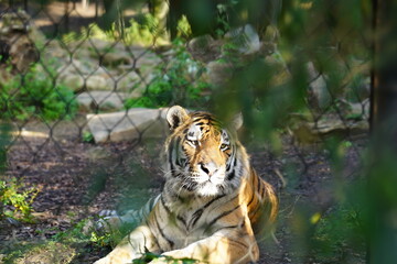 tiger in the zoo