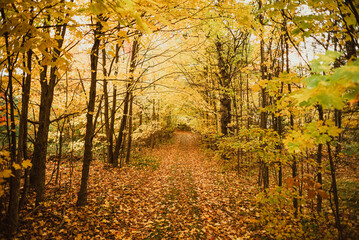 Colorful foliage filled trail through the woods on a sunny autumn day.