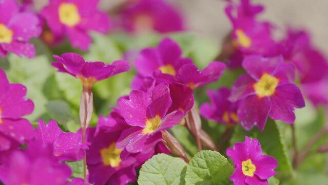 Nature concept. Primula juliae, also known as julias primrose or purple primrose.