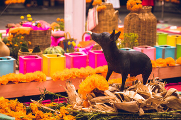 Traditional Mexican Day of the Dead altar display with a Xoloitzcuintle xolo dog and offerings for the Día de Muertos holiday and cultural celebration in Mexico, honoring the tradition and ancestors