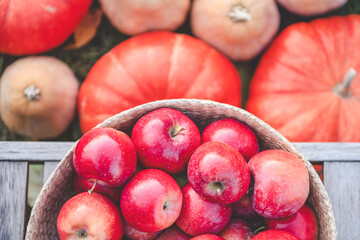 Top view of fresh ripe red apples in round basket on wooden bench and orange pumpkins on background outdoors. Picking harvest in autumn garden.