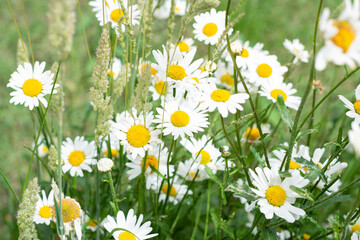Fototapeta premium Wild daisy flower growing on meadow. Sunny garden white flowers background texture. Selective focus shallow DOF 