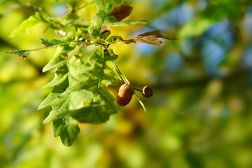 acorns on the tree