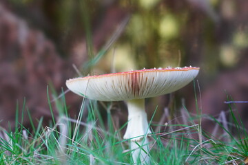mushroom in the forest