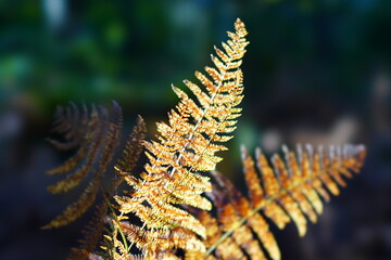 close up of fern leaf