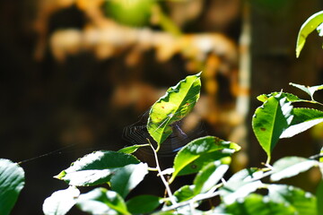 spider on leaf