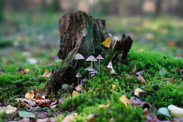 mushrooms in the moss