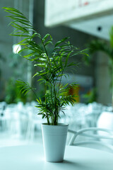 Green fern in a white pot on a table in the lobby of a public utility building. Shallow depth of field, natural lighting.