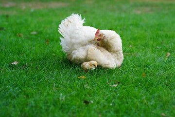 white chicken on grass