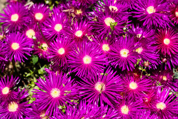 Hardy ice plant or Delosperma succulent pink flower carpet texture background, selective focus