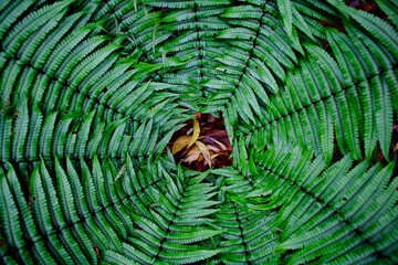 fern leaf background