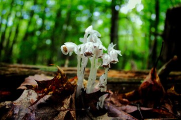 flowers in the forest