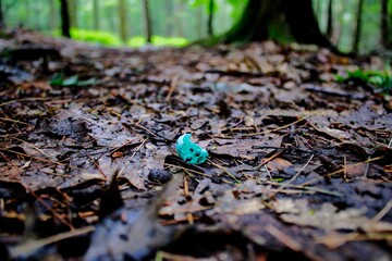 mushrooms in the forest