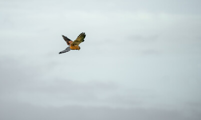 close up of a kestrel (Falco tinnunculus) bird of prey hovering, scanning for prey