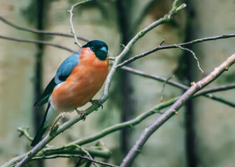 Eurasian bullfinch, common bullfinch or bullfinch, Pyrrhula pyrrhula, a small passerine bird in the finch family