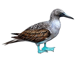 Fototapeta premium Blue-footed booby, Sula nebouxii