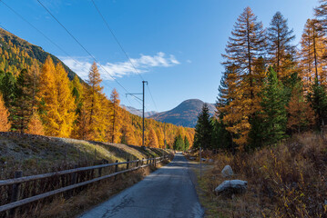 un chemin longe la ligne du RHB de l'Albula qui passe dans la for&ecirc;t de m&eacute;l&egrave;zes en ombre et soleil en automne