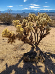 Cactus at Piute Butte, Antelope Valley, California