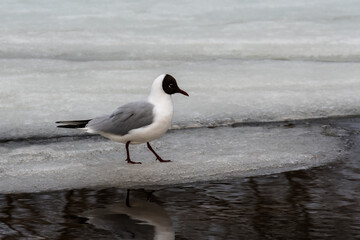 A black headed gull in breeding plumage stands on the edge of an ice floe next to a stream of river water