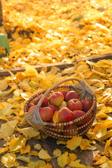 Picked apples in baskets in the autumn garden