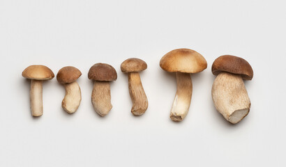 Different white mushrooms on a white background